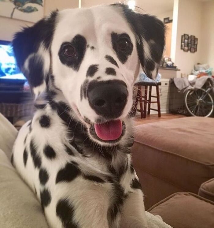 Get Ready for Some Seriously Silly Doggo Moments