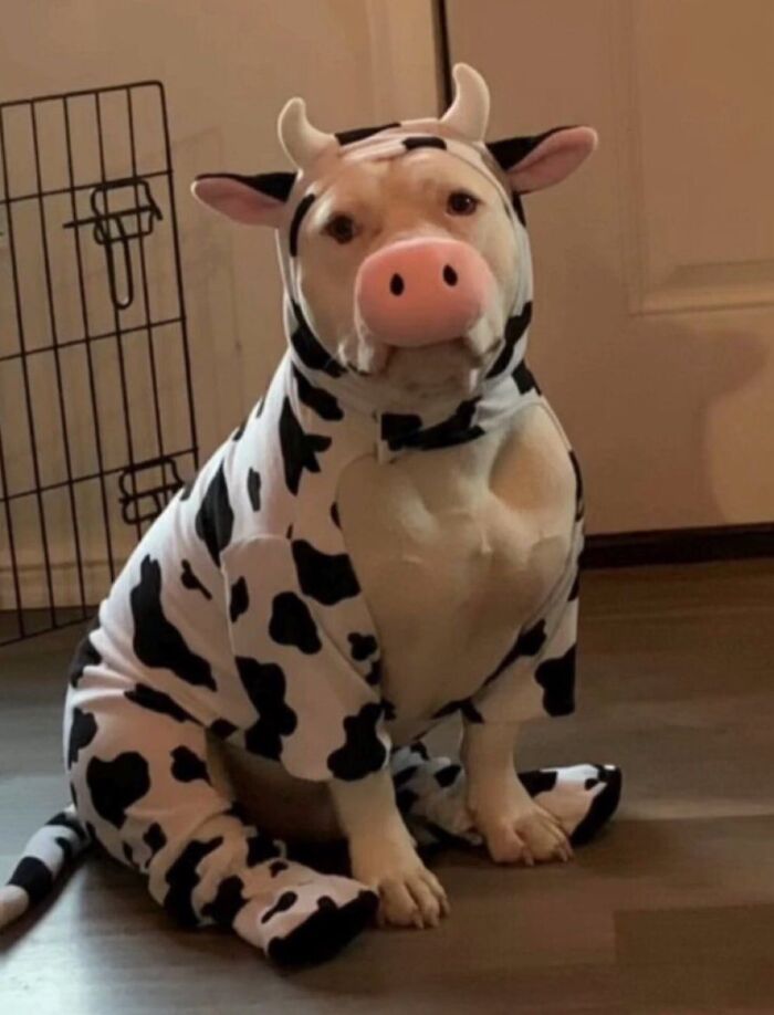 Get Ready for Some Seriously Silly Doggo Moments