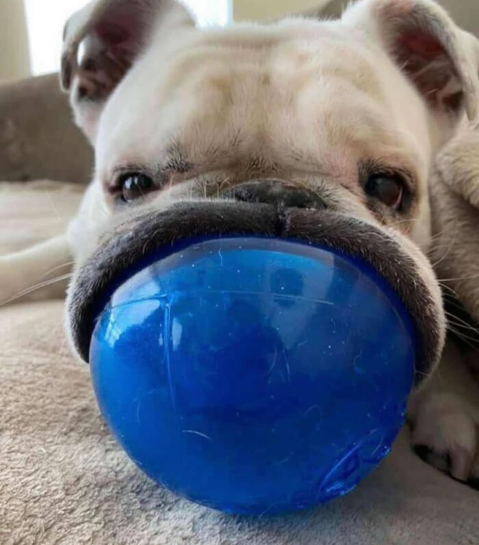 Get Ready for Some Seriously Silly Doggo Moments