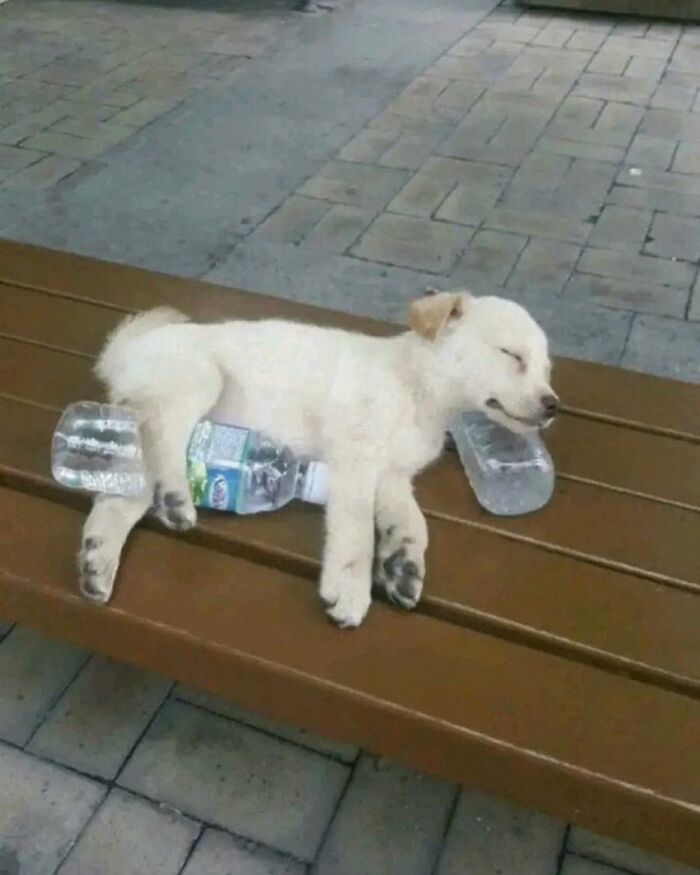 Get Ready for Some Seriously Silly Doggo Moments