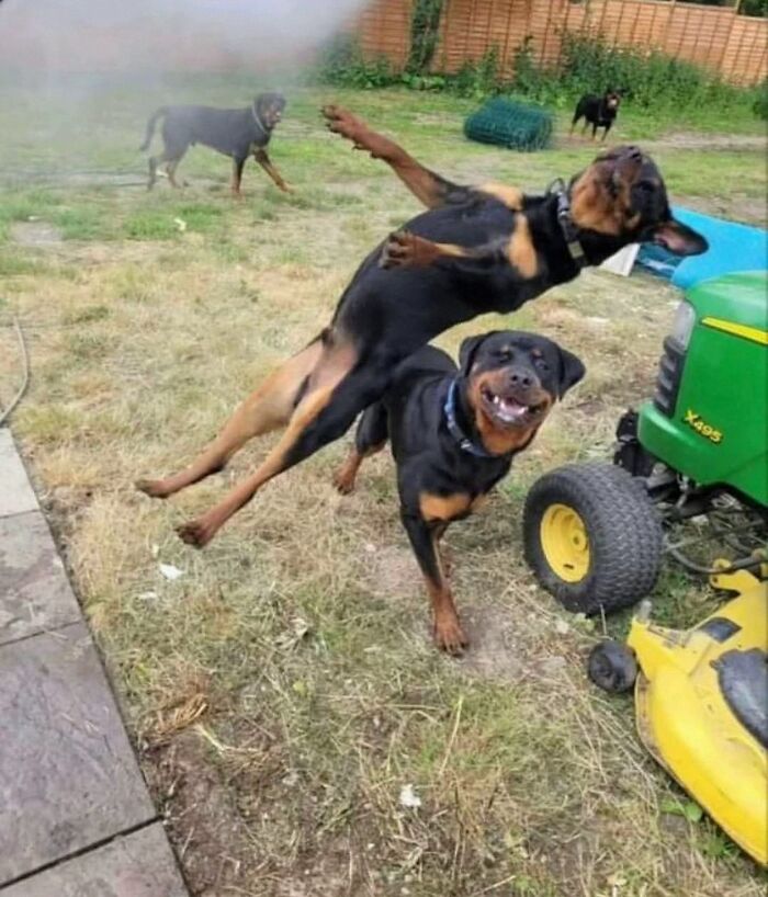 Get Ready for Some Seriously Silly Doggo Moments