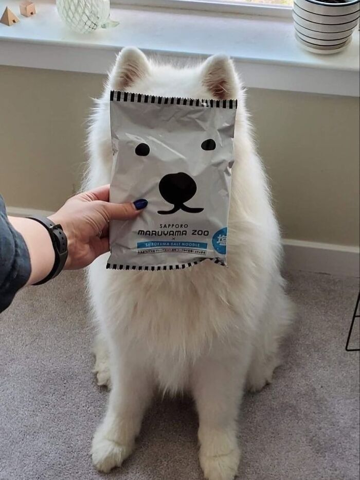 Get Ready for Some Seriously Silly Doggo Moments