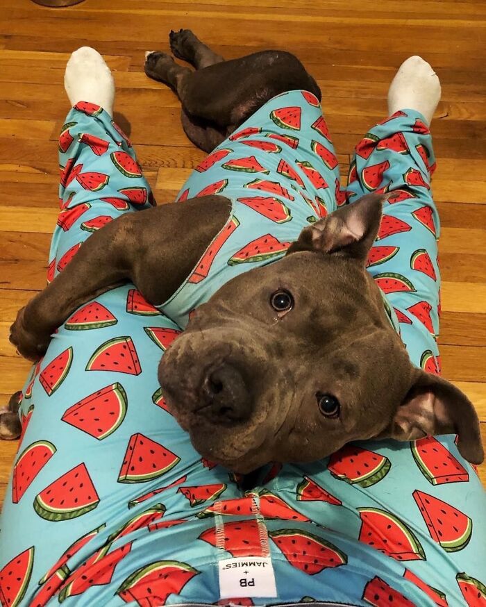 Get Ready for Some Seriously Silly Doggo Moments