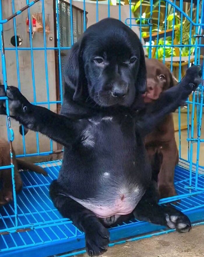 Get Ready for Some Seriously Silly Doggo Moments