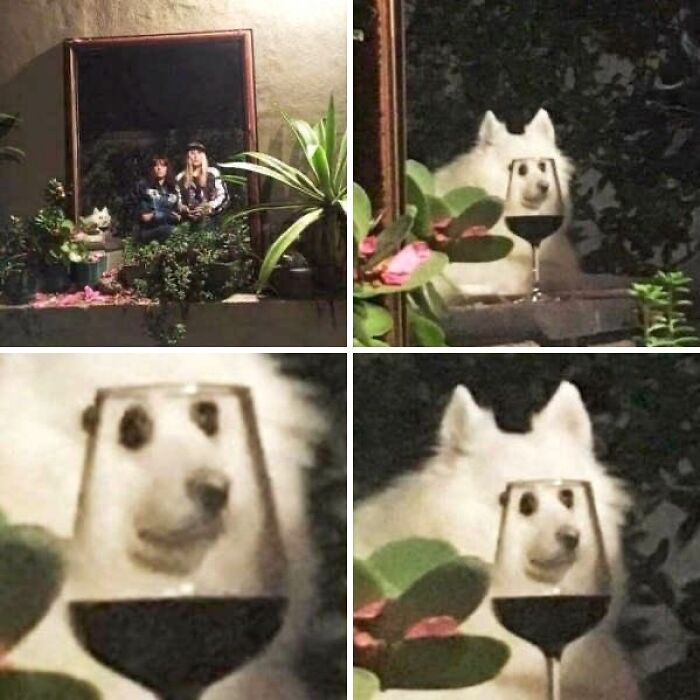 Get Ready for Some Seriously Silly Doggo Moments