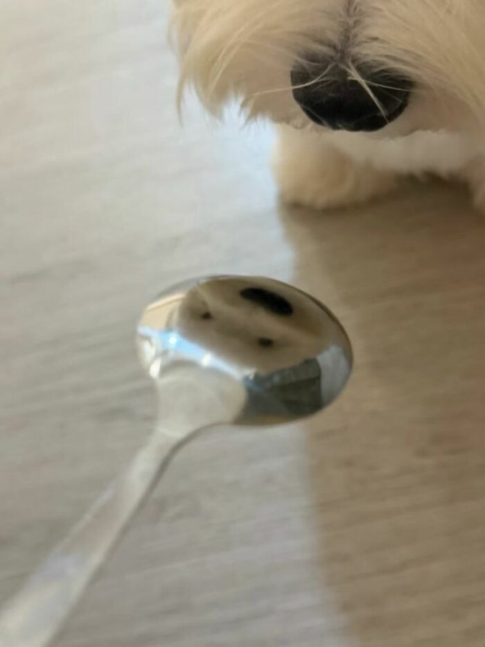 Get Ready for Some Seriously Silly Doggo Moments