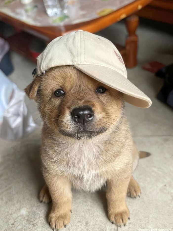 Get Ready for Some Seriously Silly Doggo Moments