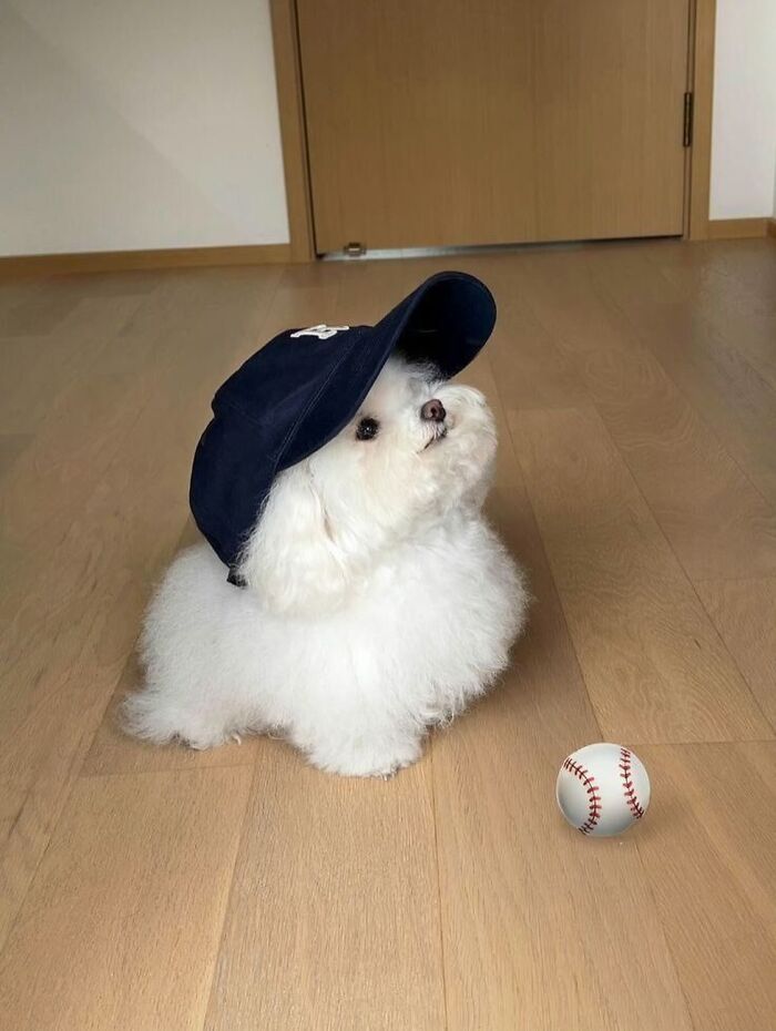 Get Ready for Some Seriously Silly Doggo Moments