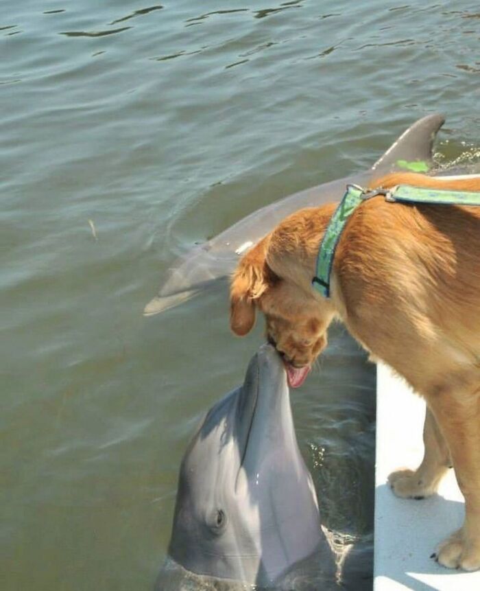 Get Ready for Some Seriously Silly Doggo Moments