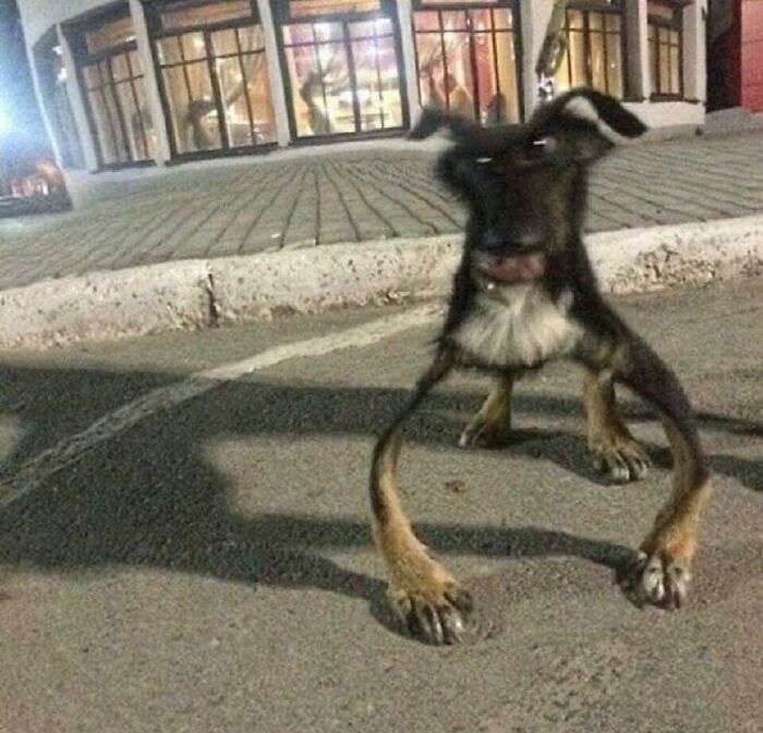 Get Ready for Some Seriously Silly Doggo Moments