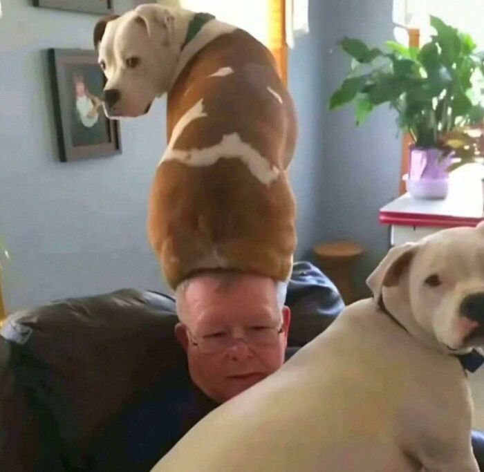 Get Ready for Some Seriously Silly Doggo Moments