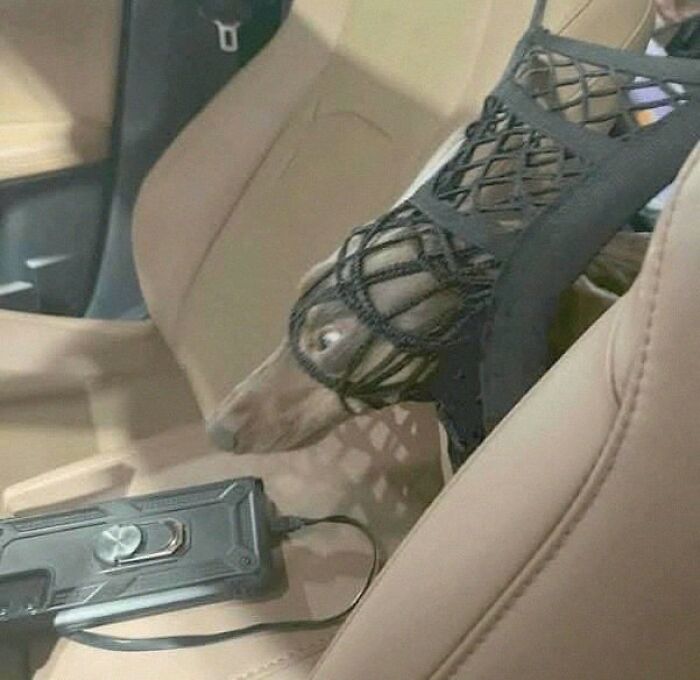 Get Ready for Some Seriously Silly Doggo Moments