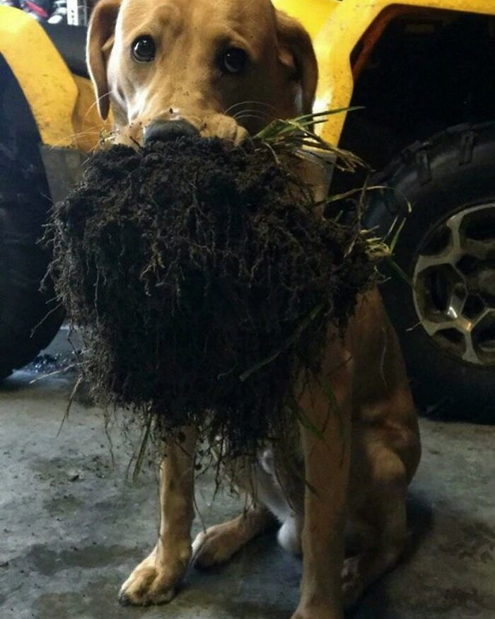 Get Ready for Some Seriously Silly Doggo Moments