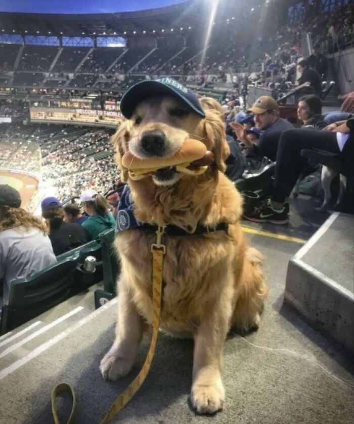 Get Ready for Some Seriously Silly Doggo Moments