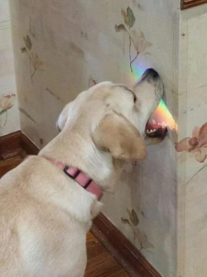 Get Ready for Some Seriously Silly Doggo Moments