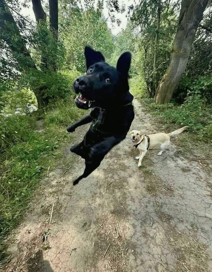 Get Ready for Some Seriously Silly Doggo Moments