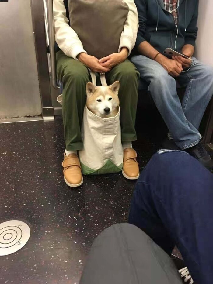 Get Ready for Some Seriously Silly Doggo Moments