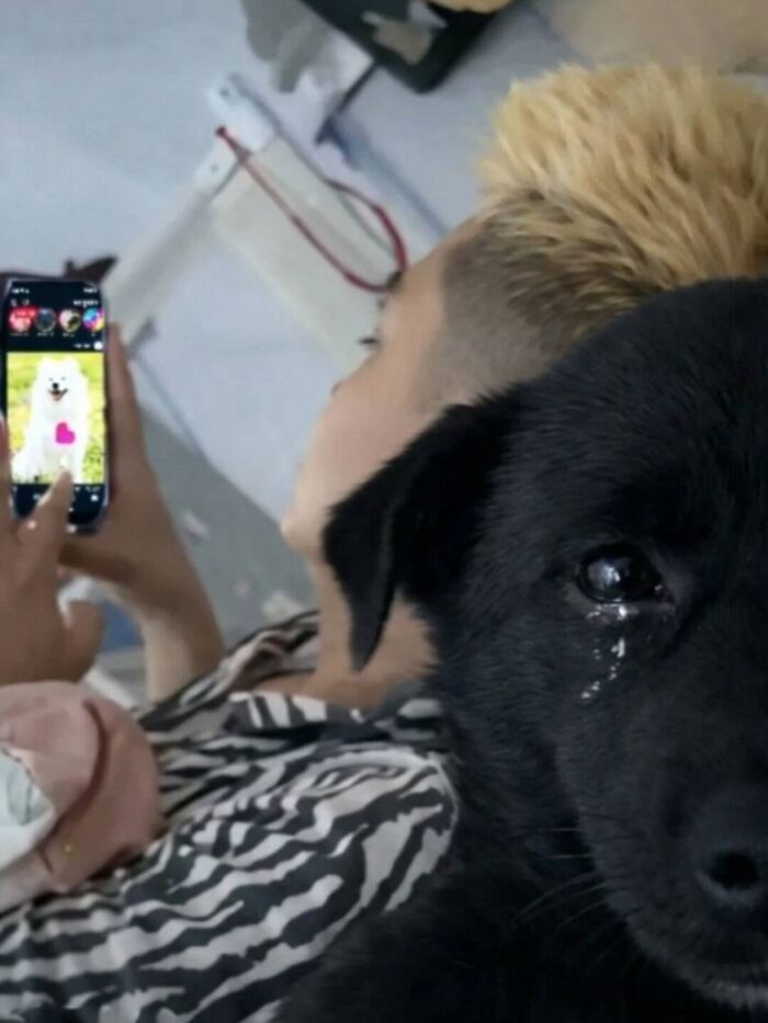 Get Ready for Some Seriously Silly Doggo Moments