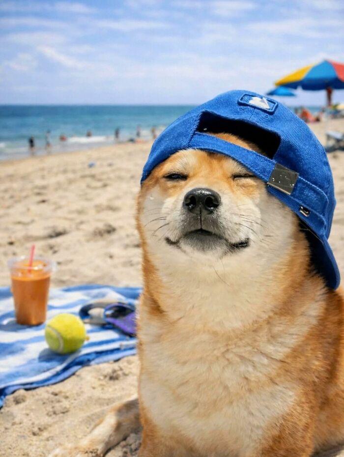 Get Ready for Some Seriously Silly Doggo Moments