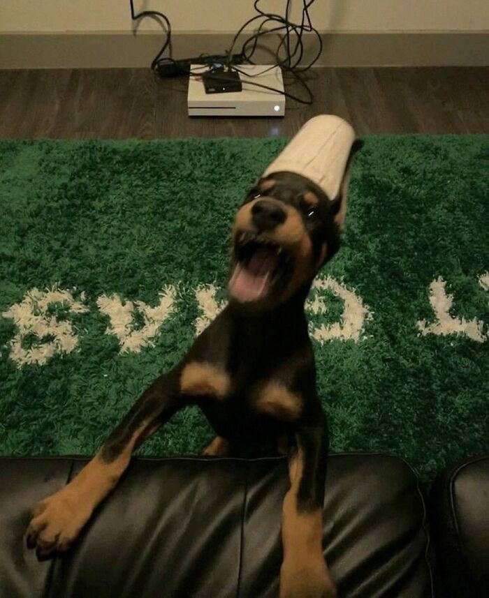 Get Ready for Some Seriously Silly Doggo Moments