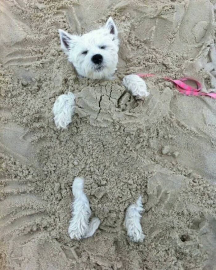 Get Ready for Some Seriously Silly Doggo Moments