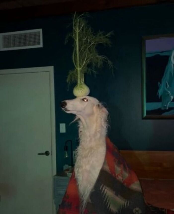 Get Ready for Some Seriously Silly Doggo Moments