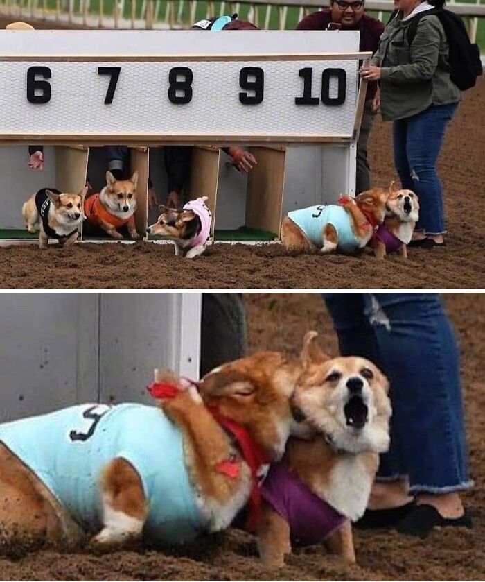 Get Ready for Some Seriously Silly Doggo Moments