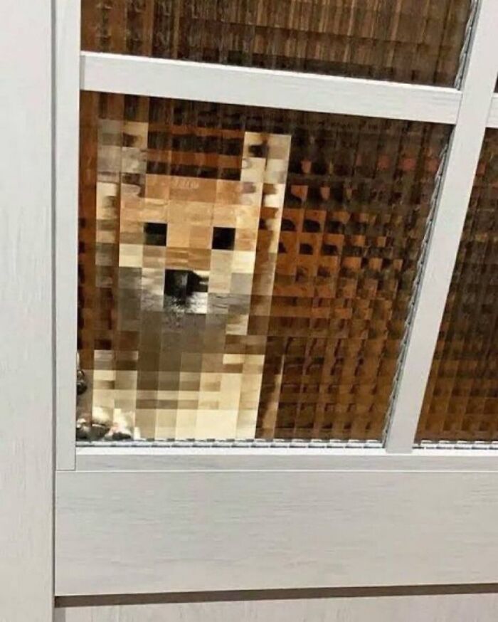 Get Ready for Some Seriously Silly Doggo Moments