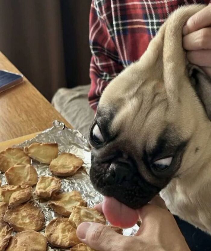 Get Ready for Some Seriously Silly Doggo Moments