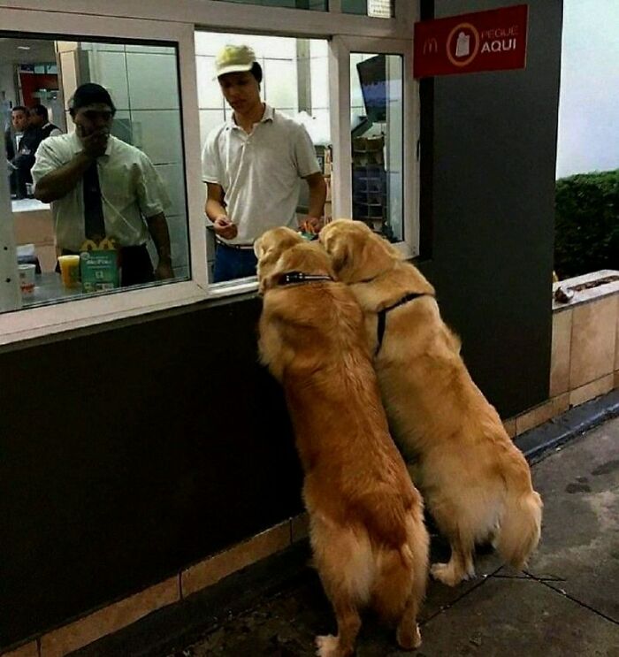 Get Ready for Some Seriously Silly Doggo Moments