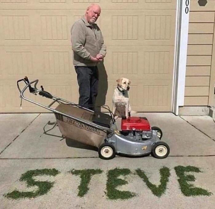 Get Ready for Some Seriously Silly Doggo Moments