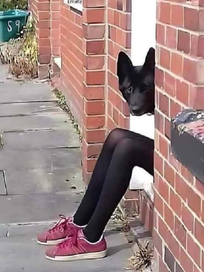 Get Ready for Some Seriously Silly Doggo Moments