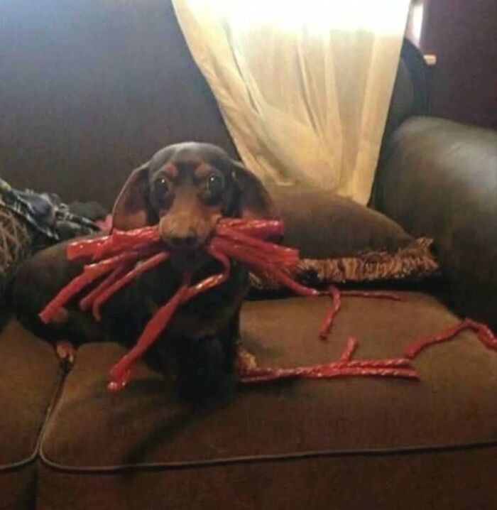 Get Ready for Some Seriously Silly Doggo Moments