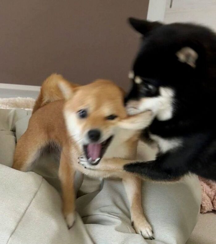 Get Ready for Some Seriously Silly Doggo Moments