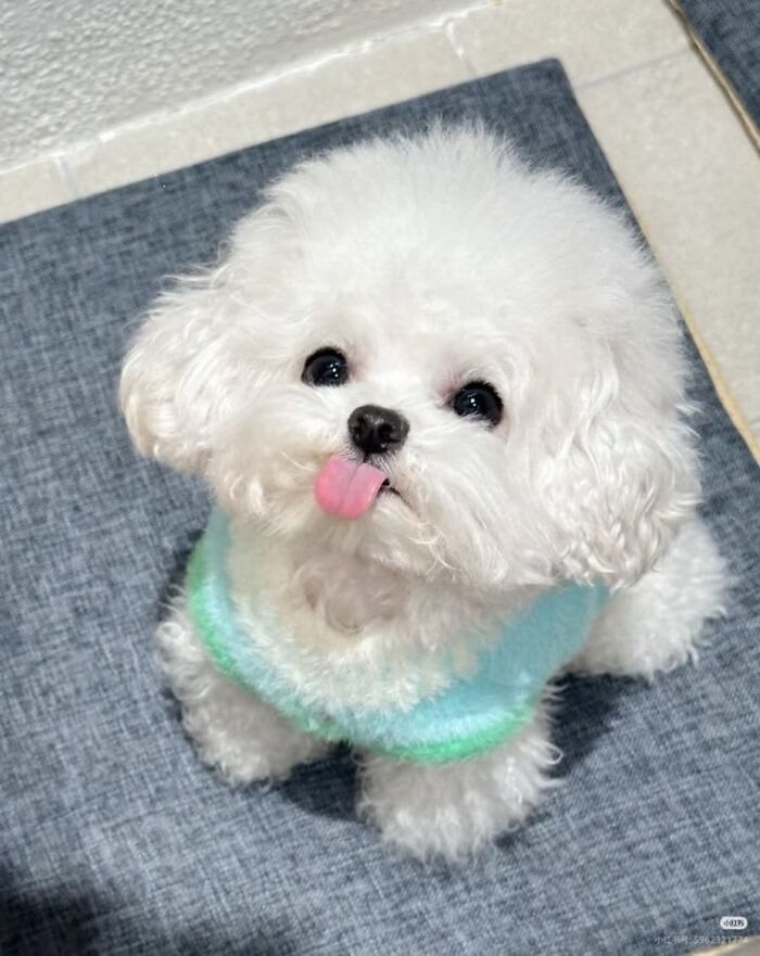 Get Ready for Some Seriously Silly Doggo Moments