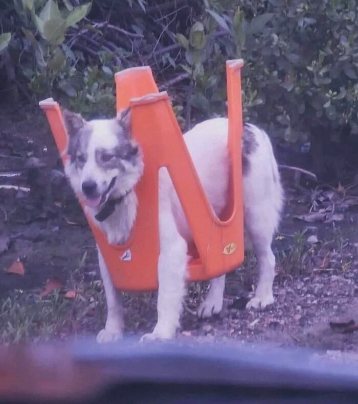 Get Ready for Some Seriously Silly Doggo Moments