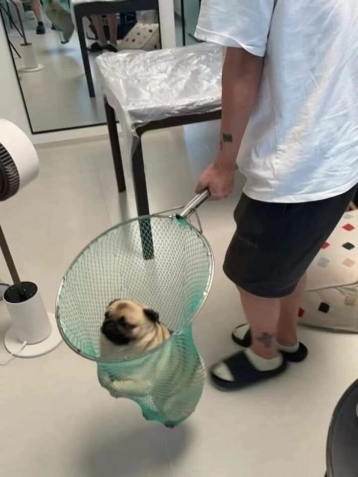 Get Ready for Some Seriously Silly Doggo Moments