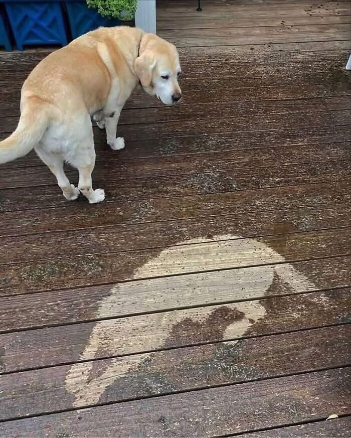 Get Ready for Some Seriously Silly Doggo Moments