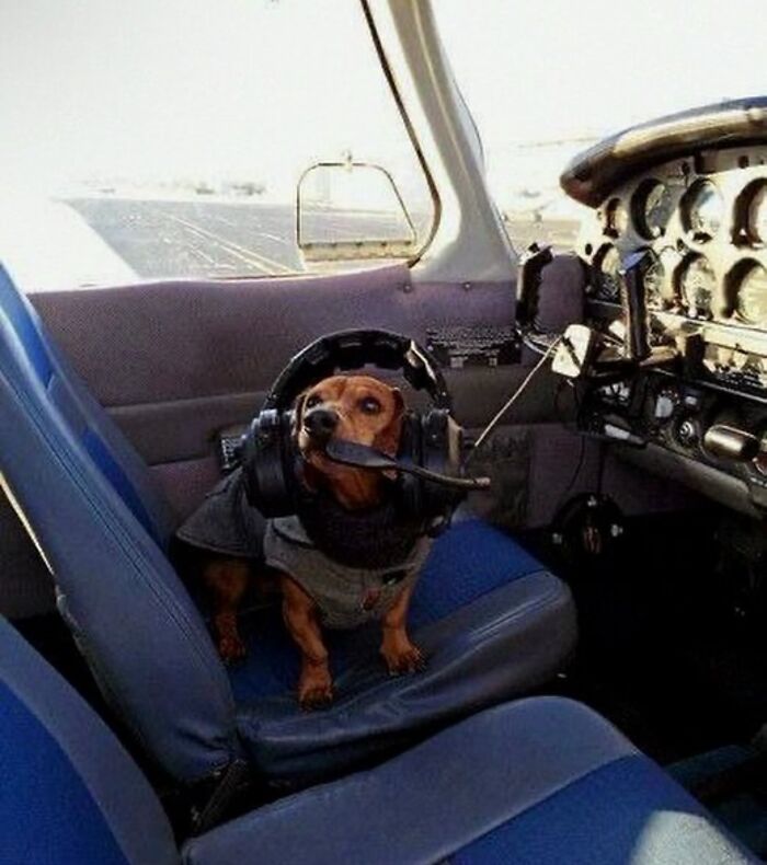 Get Ready for Some Seriously Silly Doggo Moments