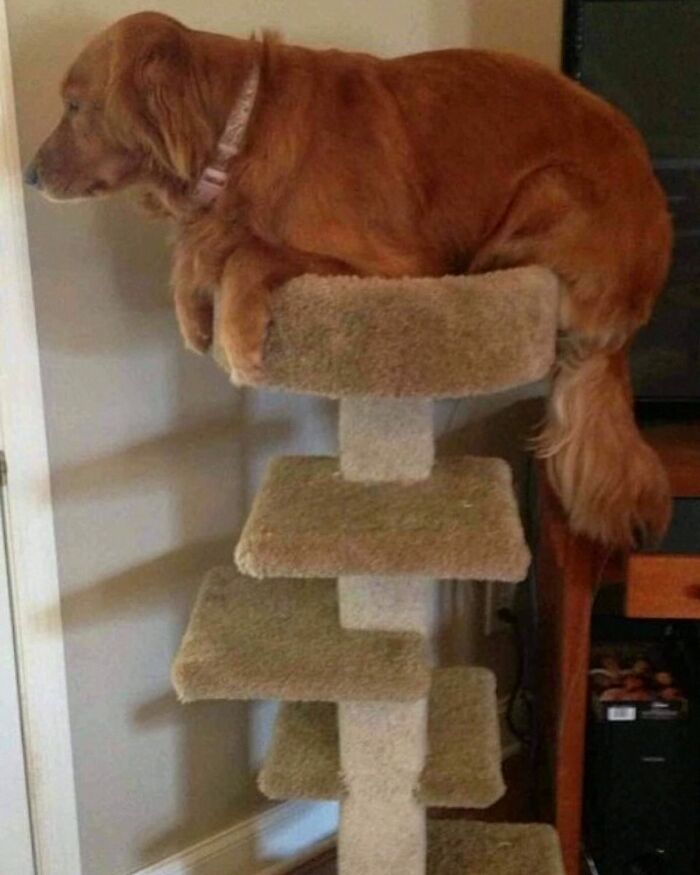 Get Ready for Some Seriously Silly Doggo Moments