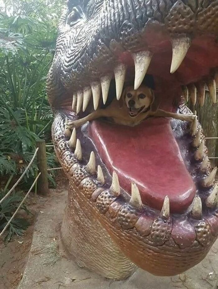 Get Ready for Some Seriously Silly Doggo Moments