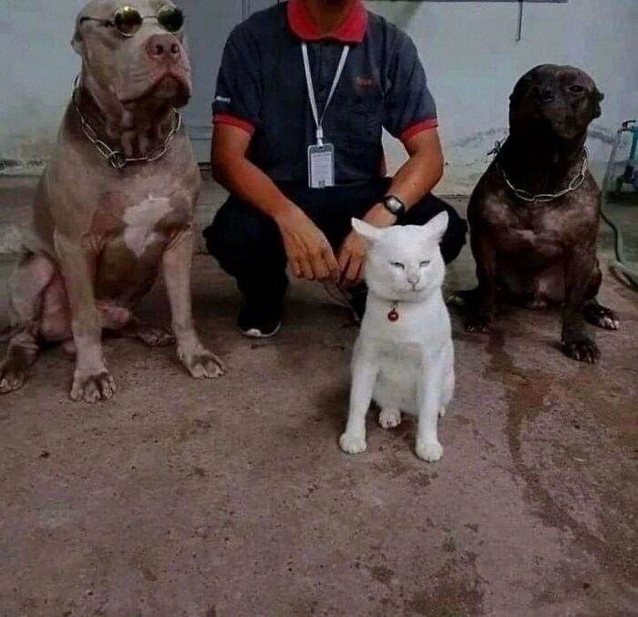 Get Ready for Some Seriously Silly Doggo Moments