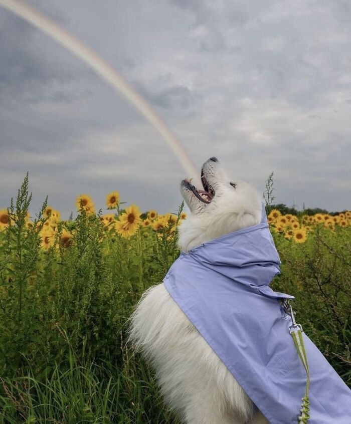 Get Ready for Some Seriously Silly Doggo Moments