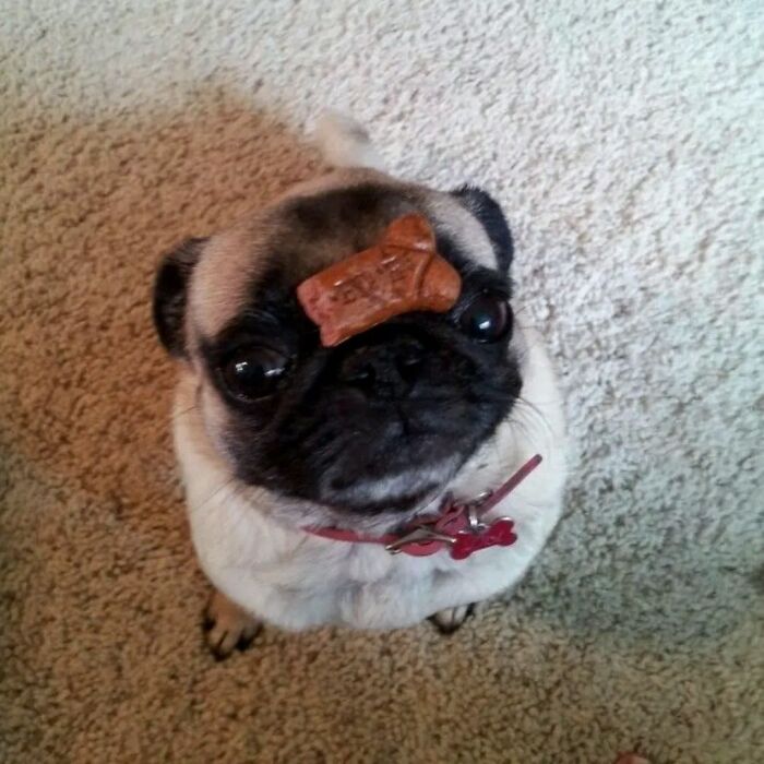 Get Ready for Some Seriously Silly Doggo Moments