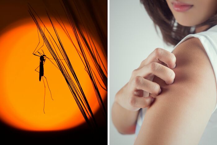 Buzzed by a mosquito at night forever, or deal with an unreachable itch during the day?