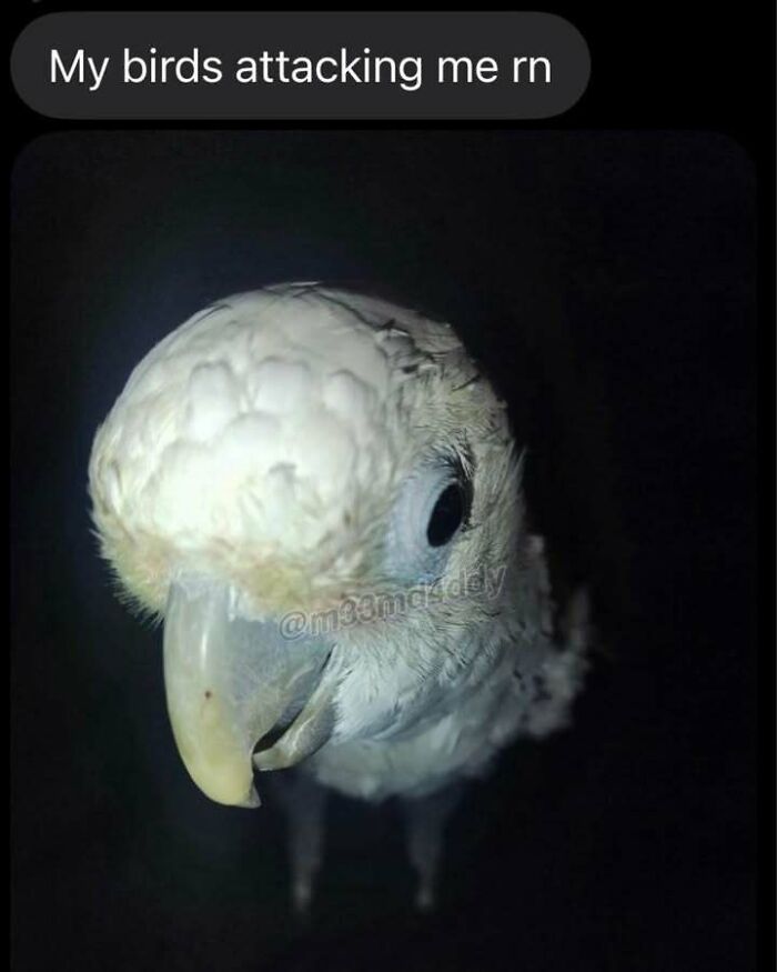 Let's Dive Into 50 Totally Bizarre Memes That'll Make You Go Huh?