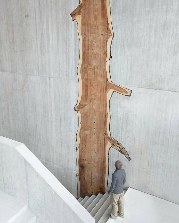 A Towering Sequoia Trunk Inside a Swiss Stairwell