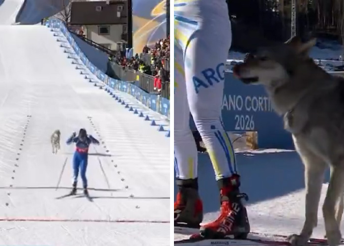 That Time A Dog Crashed The Cross-Country Ski Race