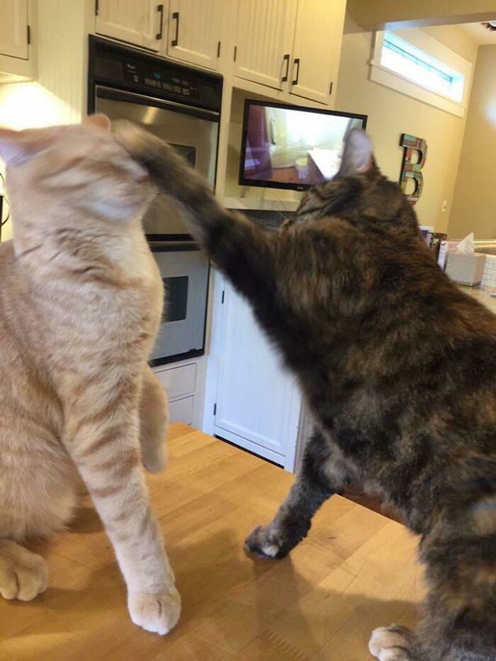 Cats: From Besties To Instant Frenemies