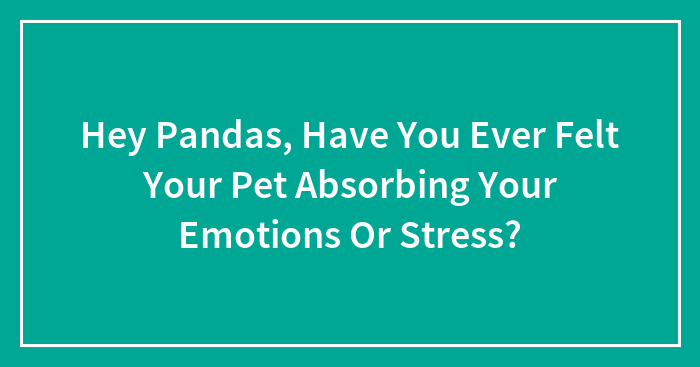 Pets: Secret Emotion Sponges? Let’s Chat!